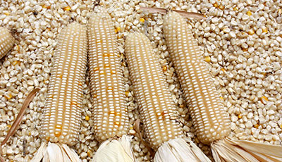 INIAP realizó día de campo de maíz blanco cristalino“Hezca 3056” –  Instituto Nacional de Investigaciones Agropecuarias